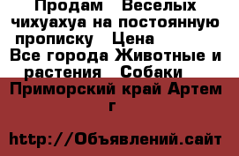 Продам.  Веселых чихуахуа на постоянную прописку › Цена ­ 8 000 - Все города Животные и растения » Собаки   . Приморский край,Артем г.
